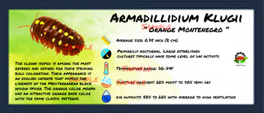 Armadillidium Klugii Orange Montenegro Isopod Bin Label